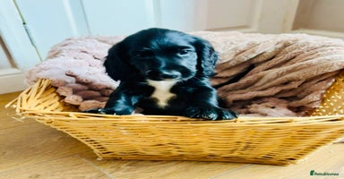 Cocker Spaniel dogs - Advert 6