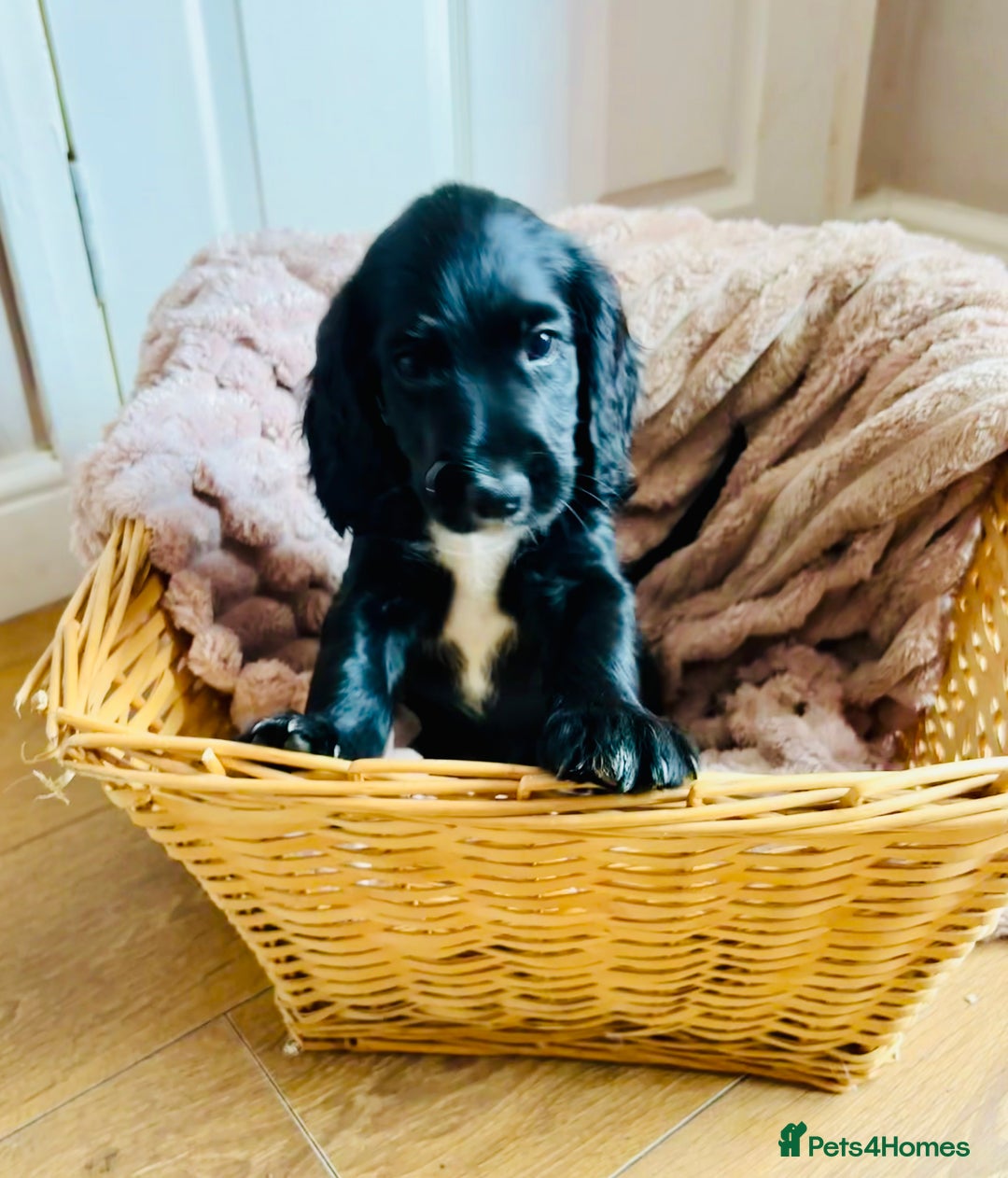 Cocker Spaniel dogs for sale:  (LAST 1) 2beautiful cocker spaniels left out of 7 - Image 3