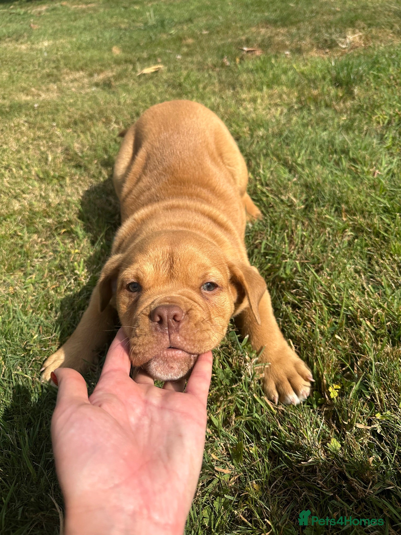 Olde English Bulldogge dogs Olds Tyme English bulldog puppy  - Advert 1