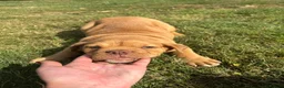 Olde English Bulldogge dogs for sale: Olds Tyme English bulldog puppy  - Advert 1