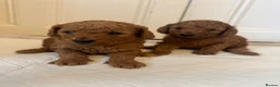Cockapoo dogs for sale: Beautiful F1b apricot cockapoo puppies - Advert 1