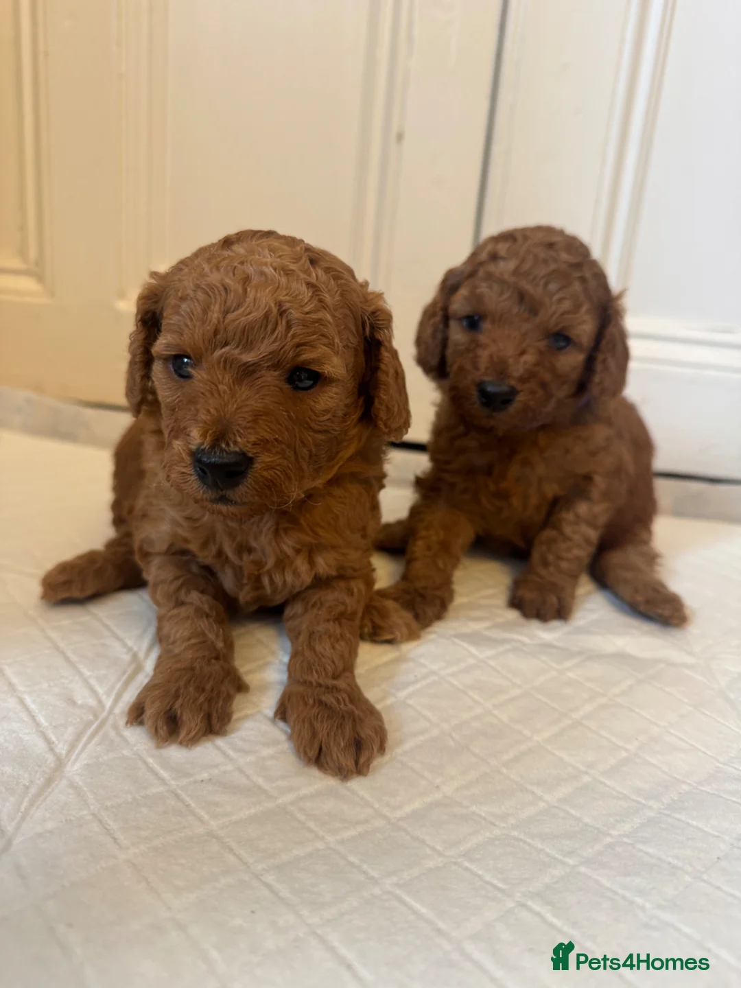 Cockapoo dogs for sale: Beautiful F1b apricot cockapoo puppies - Advert 1