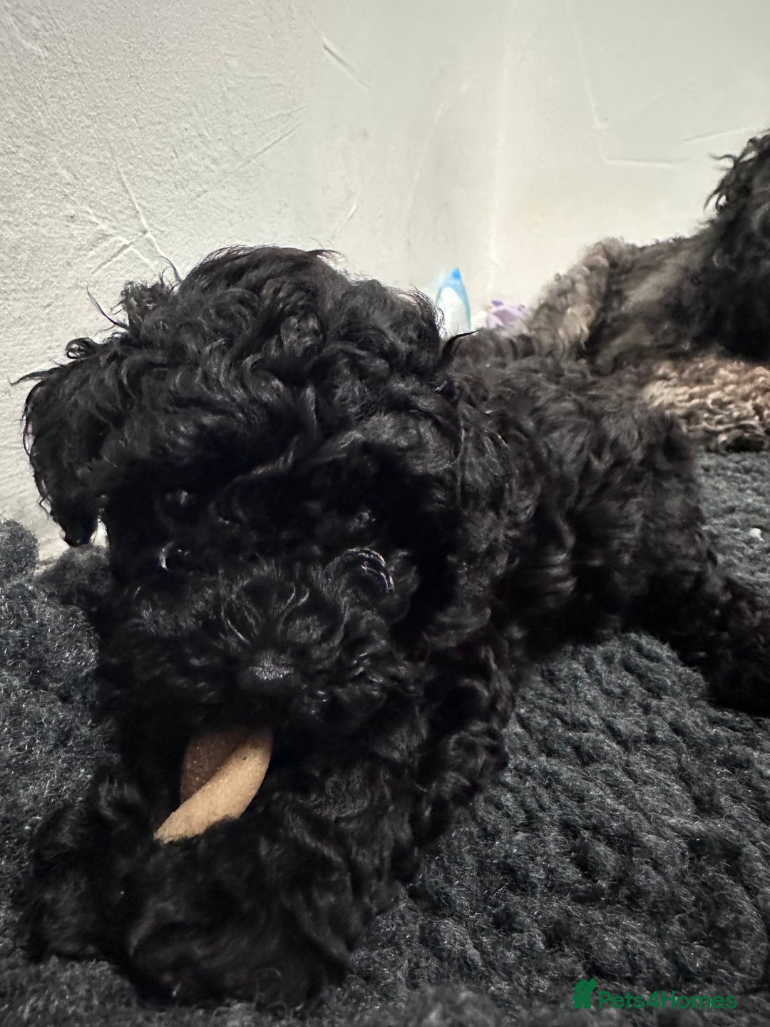 Toy Poodle dogs for sale: Toy Poodle x1 Girl Pup  - Image 3