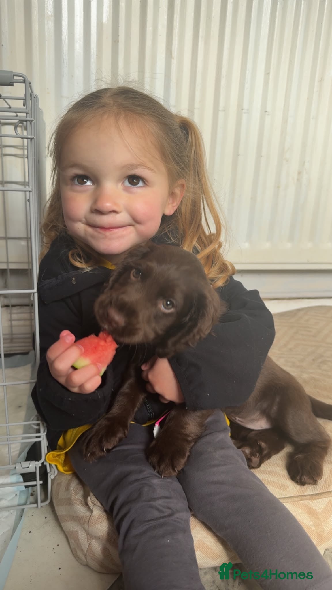 Cocker Spaniel dogs Beautiful chocolate girl working cocker last one - Advert 15
