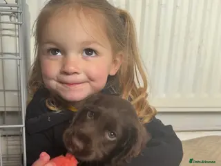 Cocker Spaniel dogs Beautiful chocolate girl working cocker last one - Advert 15