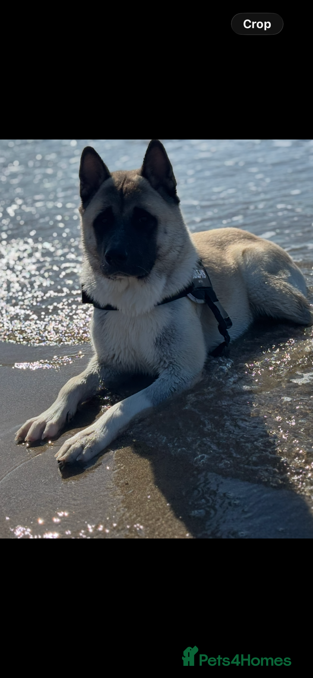 Mixed Breed dogs for sale: King needs a home  - Advert 5