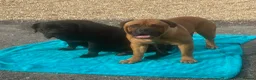 Mixed Breed dogs for sale: Cane Corso x Dogue de Bordeux stunning litter of 9 in Pulborough - Advert 39