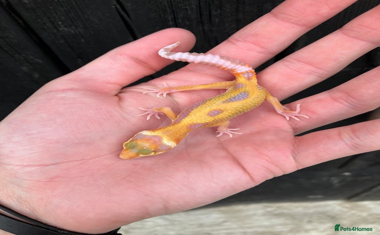 Leopard Gecko reptiles in Downham Market - Advert 1