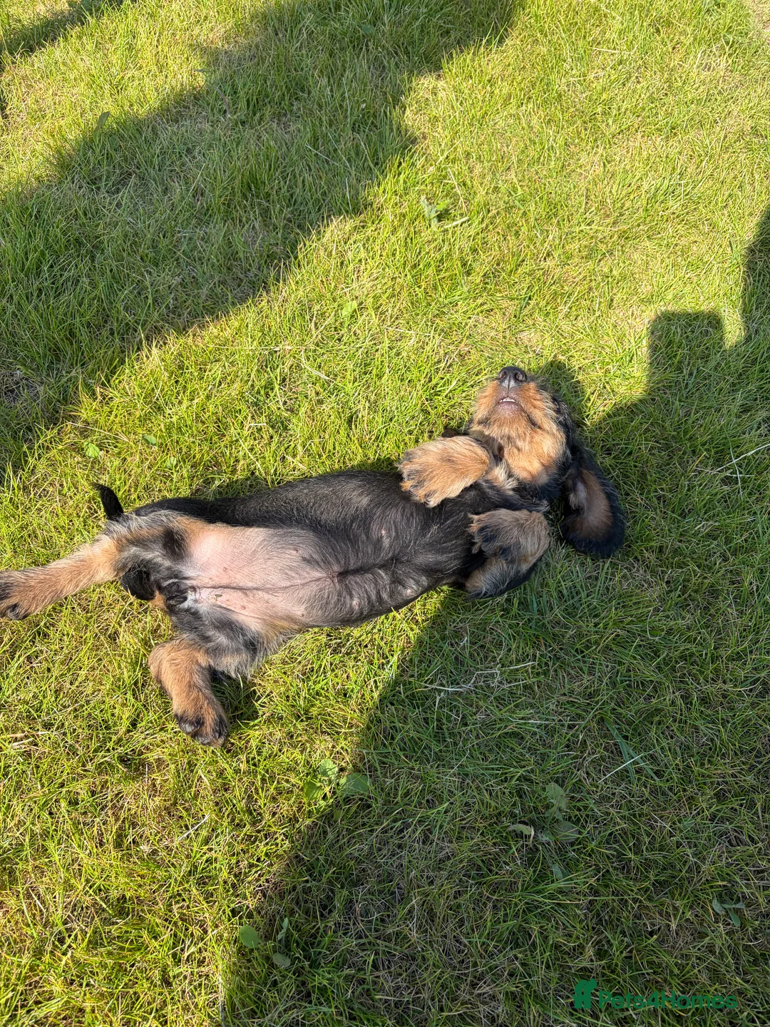 Dachshund dogs for sale: Standard Wire-Haired Dachshund Puppies - Advert 2