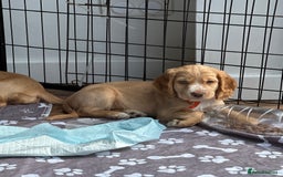 Cocker Spaniel dogs for sale: Little girl cocker spaniel puppy for sale  - Image 30
