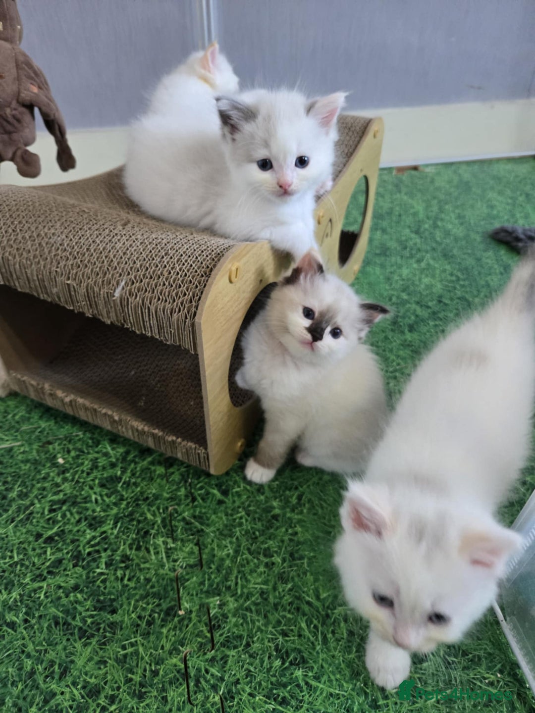 Ragdoll cats for sale: Pure ragdoll kittens for sale - Image 9