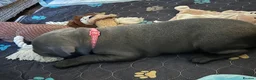 Staffordshire Bull Terrier dogs for sale: Staffordshire bull terrier puppies for sale in Andover - Advert 7