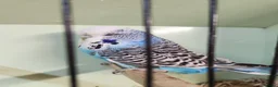 Budgerigars birds for sale: Budgies available now 🐦🐦‍⬛🦜🦚 - Advert 11