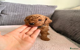 Cockapoo dogs for sale: 4 Stunning Fox Red F1b Toy Cockapoos  - Advert 3