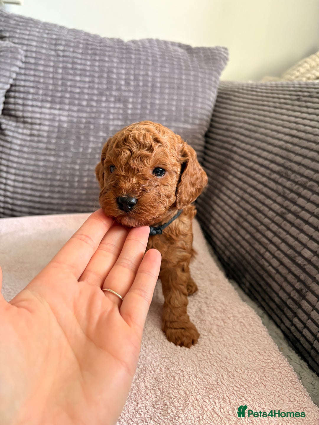 Cockapoo dogs for sale: 4 Stunning Fox Red F1b Toy Cockapoos  - Advert 3
