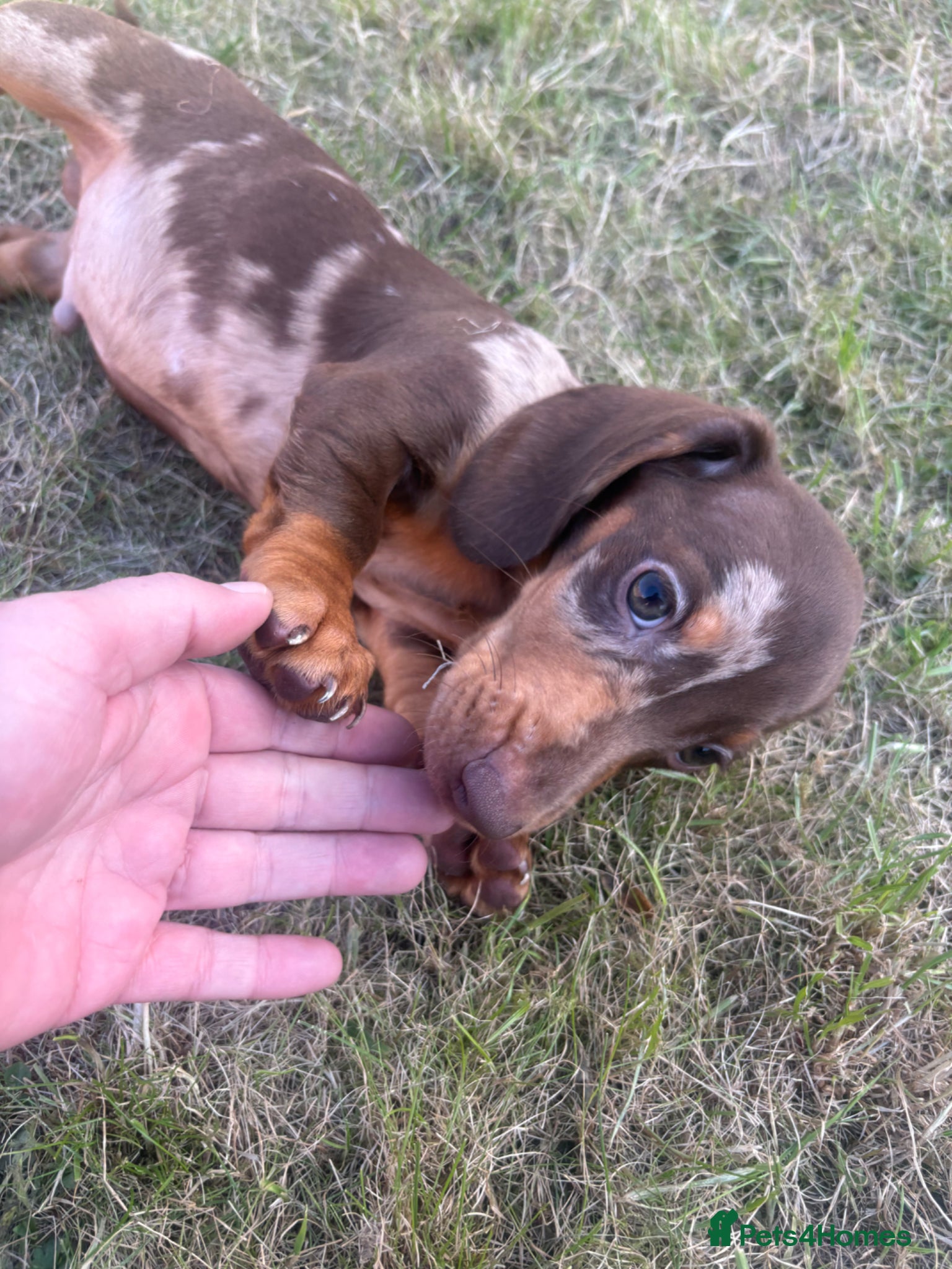 Miniature Dachshund dogs Miniature dachshund puppies - Advert 3