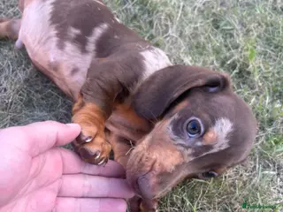 Miniature Dachshund dogs Miniature dachshund puppies - Advert 3