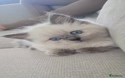 Ragdoll cats for sale: Adorable Ragdoll Kittens  - Image 1