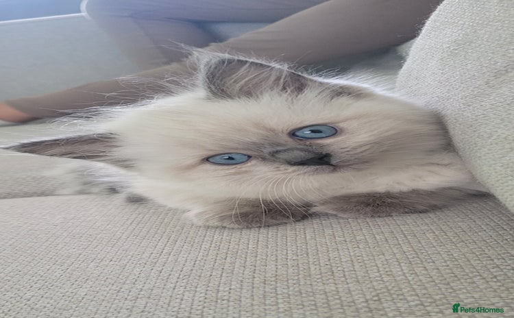 Ragdoll cats - Advert 13