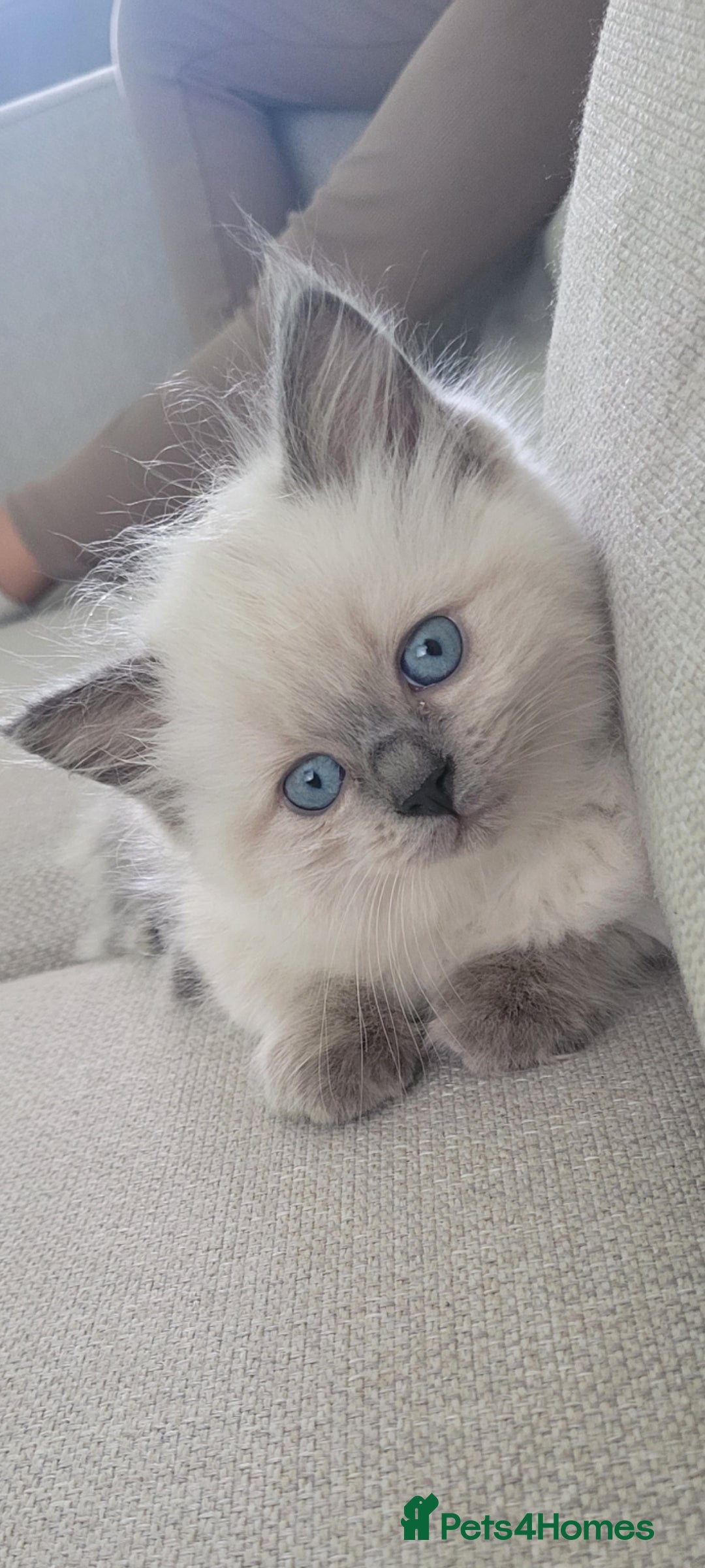 Ragdoll cats for sale: Adorable Ragdoll Kittens  - Image 1
