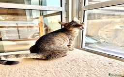 Mixed Breed cats for adoption: Female Rescue Cat for Adoption - Image 4