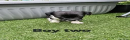 Mixed Breed dogs for sale: King Charles Cavalier x  - Advert 8