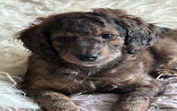 Cockapoo dogs for sale: Fb2 miniature cockapoo - Advert 22