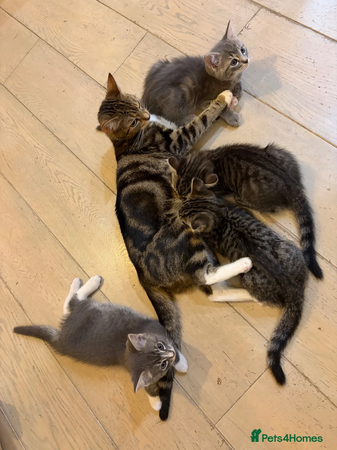 Ragdoll cats for sale: Ragdoll mix kittens  - Advert 2
