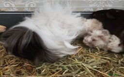 Guinea Pig rodents for sale: 3 Adorable Lunkarya available  - Image 3