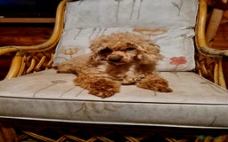 Toy Poodle dogs for sale: Ginger needs a new home!!  - Advert 5