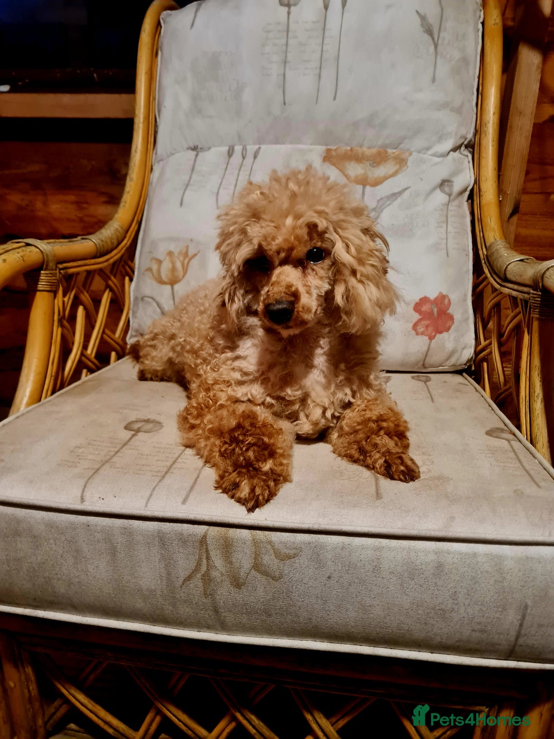 Toy Poodle dogs for sale: Ginger needs a new home!!  - Advert 5