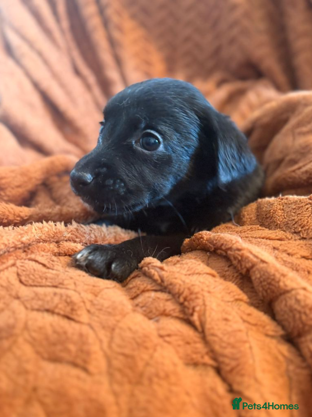 Mixed Breed dogs for sale: KC-Line Labrador Retriever Puppies for Loving Home - Advert 2