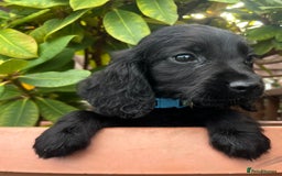 Cocker Spaniel dogs for sale: Working cocker spaniels  - Image 11