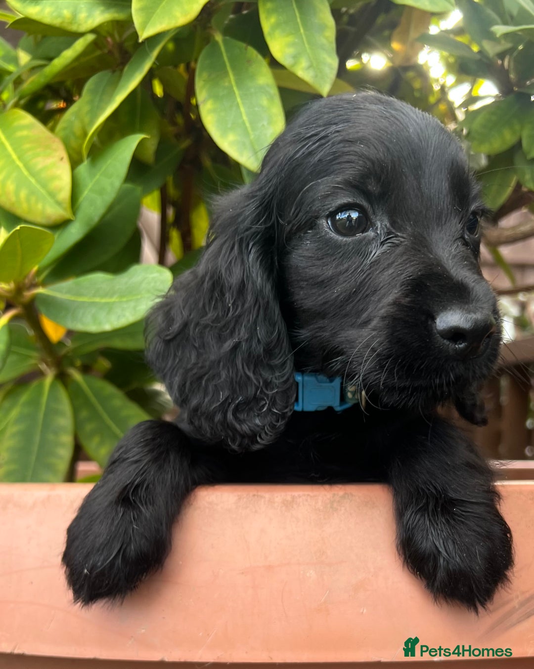Cocker Spaniel dogs for sale: Working cocker spaniels  - Image 11