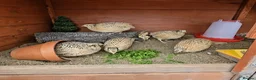 Quail poultry for sale: Coturnix Quail Chicks - Advert 4