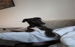 Deerhound dogs for sale: Female deerhound  - Image 4