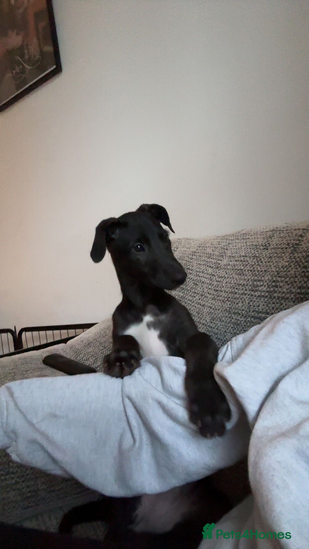 Deerhound dogs for sale: Female deerhound  - Image 4