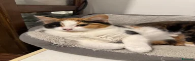 British Shorthair Kitten 3