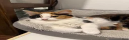 British Shorthair cats for sale: Kittens for sale, looking for loving home - Advert 5