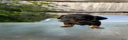 Dachshund dogs for sale: Stunning mini dachshunds  - Advert 26