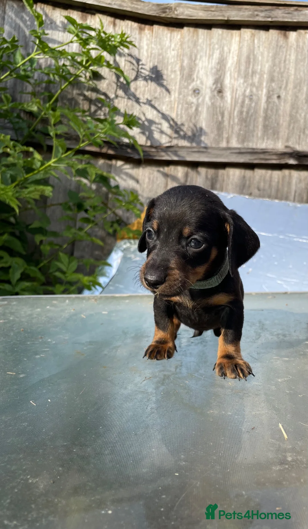 Dachshund dogs for sale: Stunning mini dachshunds  - Advert 26