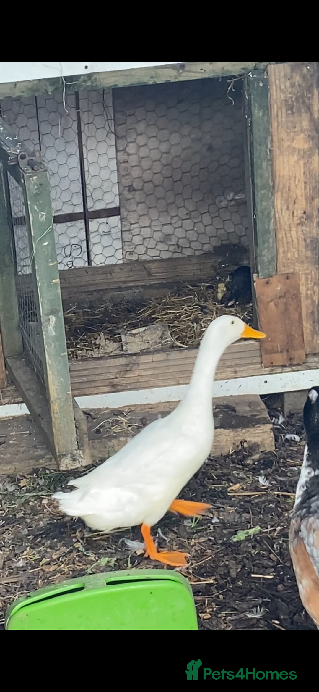 Ducks poultry for sale: Flock  - Advert 2