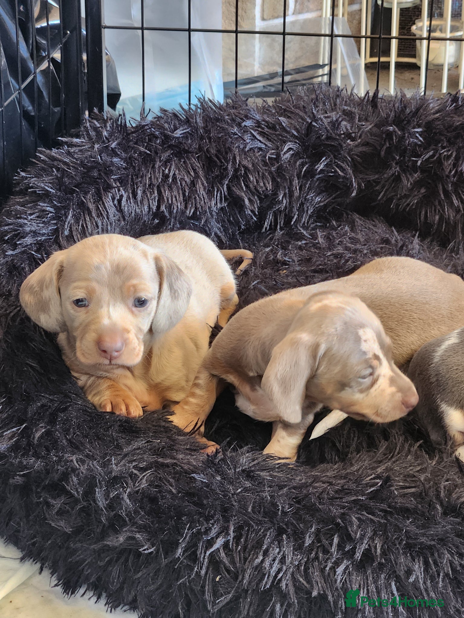 Miniature Dachshund dogs Isabella Miniature dachshund puppies  - Advert 13