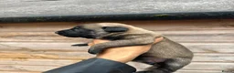 Belgian Shepherd Dog dogs for sale: Belgian Malinois puppies  - Advert 4