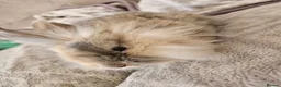 Mini Lion Lop rabbits for sale: Mini lion lop doe  - Advert 3