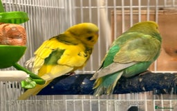 Budgerigars birds for sale: Bonded untamed budgies for sale - Image 2