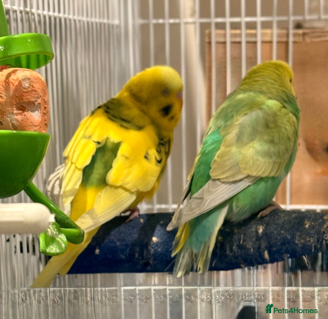 Budgerigars birds for sale: Bonded untamed budgies for sale - Image 2