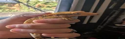 Mixed Breed reptiles for sale: Various reptiles looking for new homes  - Advert 4