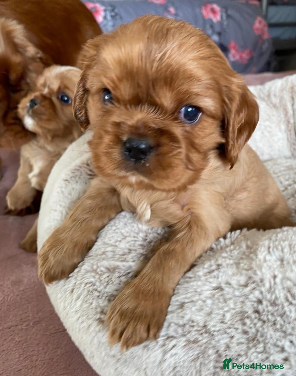 Cavalier King Charles Spaniel dogs Ruby KC registered and DNA tested cavalier boys - Advert 1