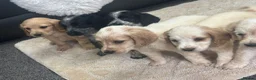 Cocker Spaniel dogs for sale: Cocker spaniel puppies  in Wigan - Advert 4